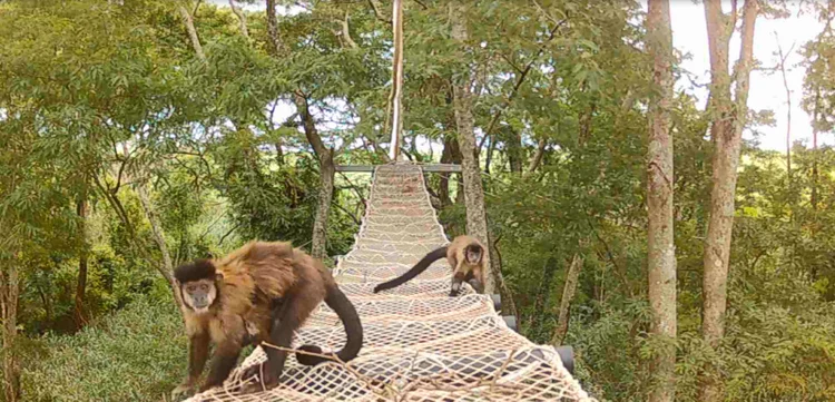 Rumo inova para proteger fauna e reduzir impacto das ferrovias; veja imagens