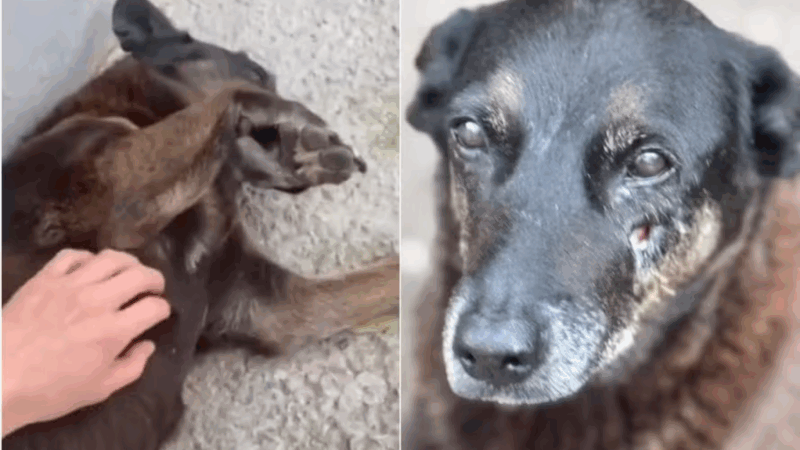 Saiba como a polícia desmontou a versão do suspeito do Caso Orelha