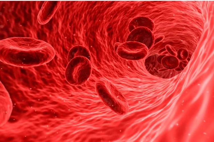 Sangue humano pode guardar 'herança' de 700 milhões de anos, diz estudo