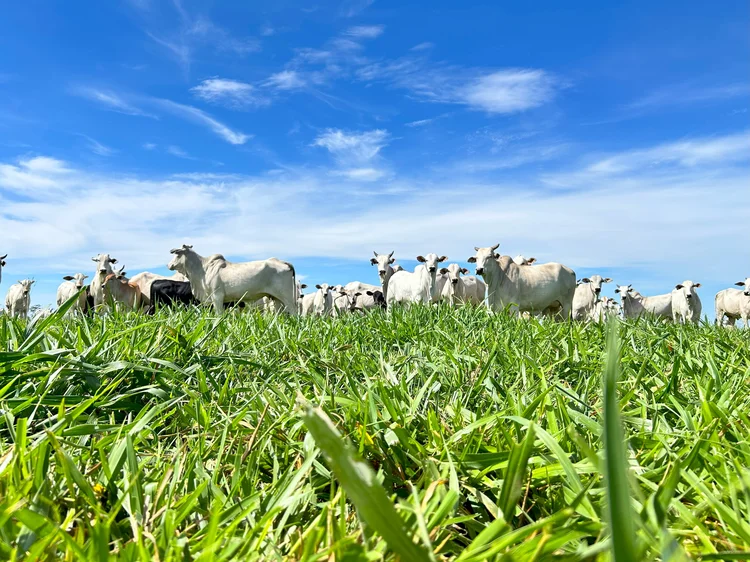São Paulo cria fundo para indenizar pecuaristas em casos de febre aftosa