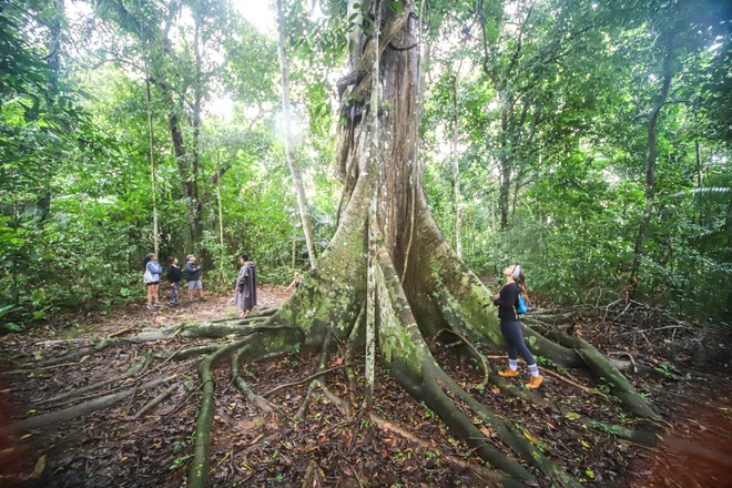 Sem árvores, cidades seriam duas vezes mais quentes, diz estudo global