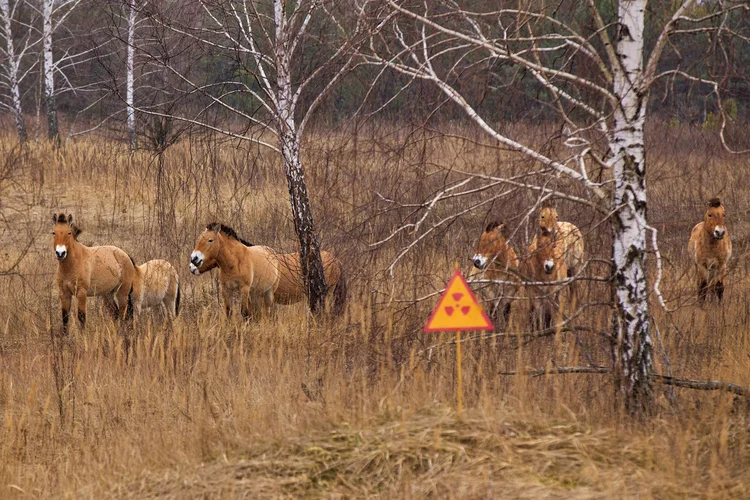 Sem humanos, Chernobyl vira santuário animal 40 anos após desastre nuclear