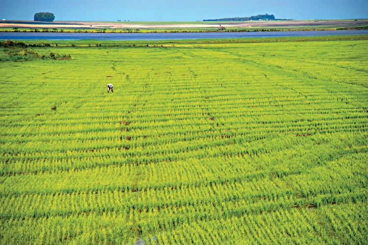 Semente de arroz consegue 'ouvir' chegada da chuva, diz MIT