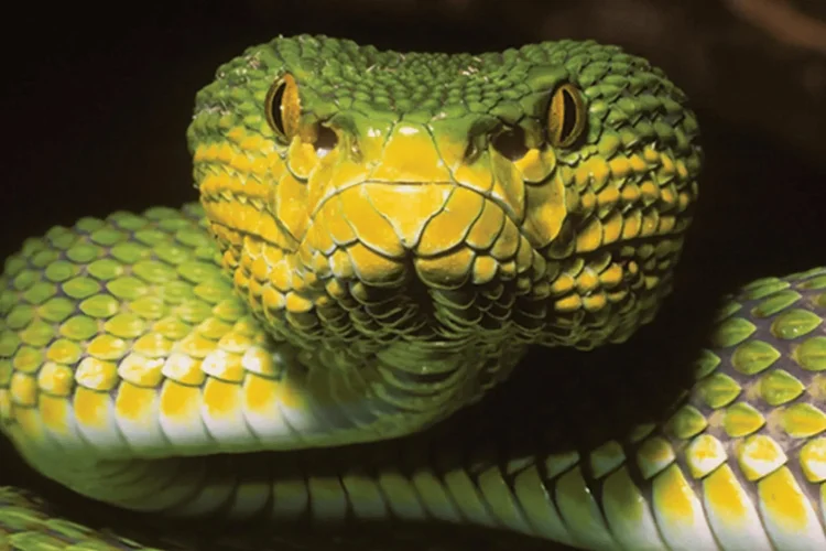 Serpente 'enigmática' descoberta em Mianmar desafia a lógica da biologia