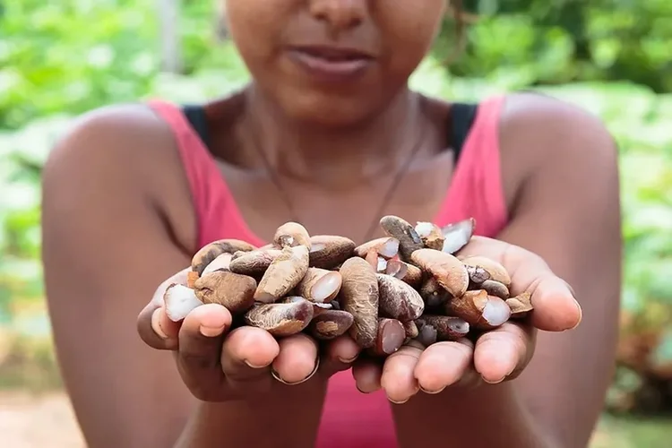 Startup transforma resíduo do babaçu em proteína do futuro e gera renda para comunidades amazônicas
