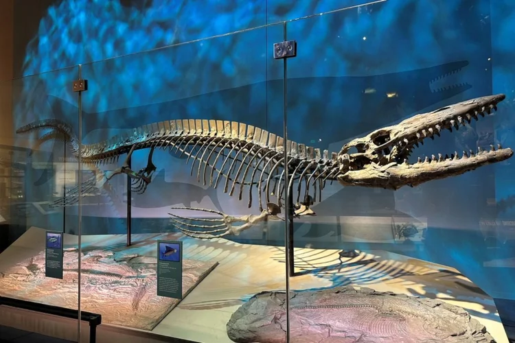 'T. rex dos mares': o predador de 13 metros que dominava os oceanos do Cretáceo
