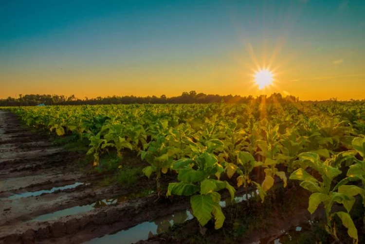 Tarifa de Trump ameaça quase R$ 724 milhões do agro gaúcho exportados aos EUA