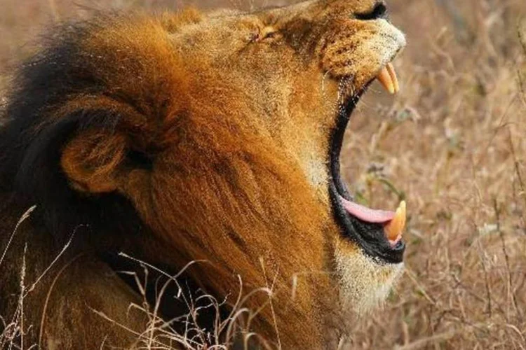 Tenho imposto a pagar: melhor deixar a declaração do IR para a última hora?