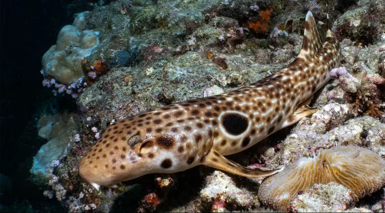 Tubarão que 'anda' fora d'água é descoberto por cientistas na Oceania