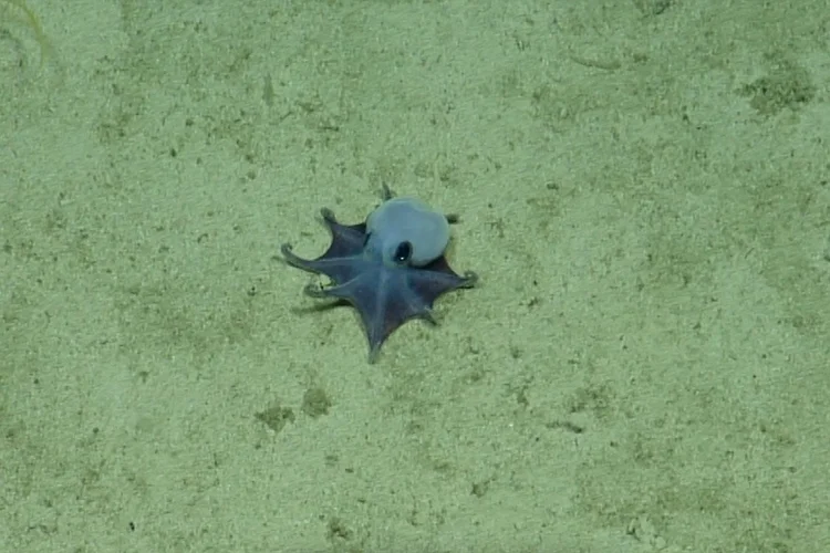 Um pequeno polvo azul virou uma das descobertas mais raras do oceano