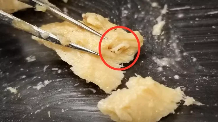 Vermes em salmão enlatado de 40 anos revelam recuperação dos oceanos