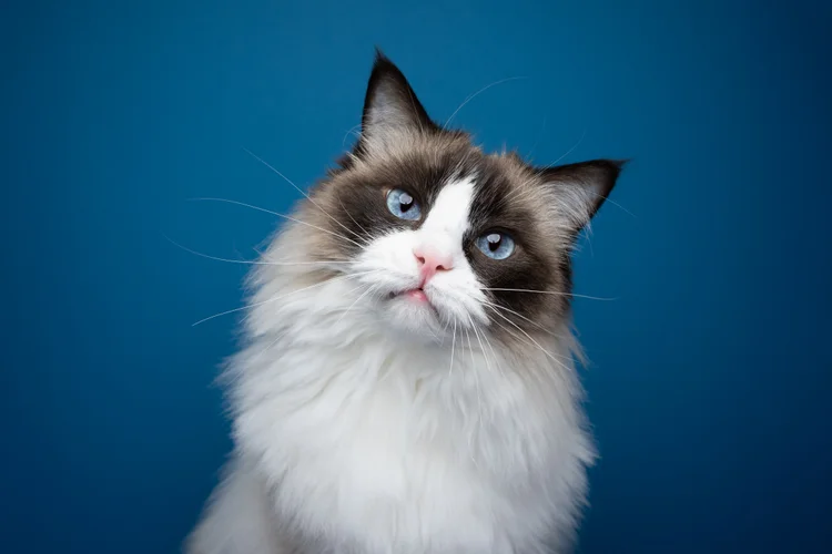 Você provavelmente está fazendo carinho no seu gato da maneira errada, diz a ciência